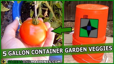 Best Vegetables To Grow In 5 Gallon Buckets Container