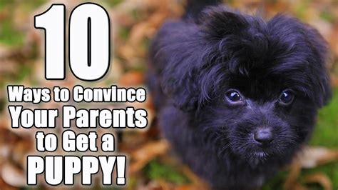 How To Convince Your Parents To Get A Dog Video