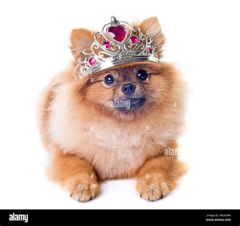 Dog Wearing Crown Hi Res Stock Photography And Images Alamy