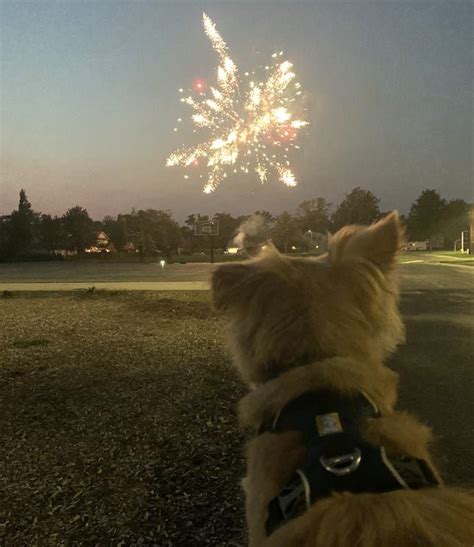 Heres How To Keep Your Dog Calm During July 4th Fireworks Calm Dogs