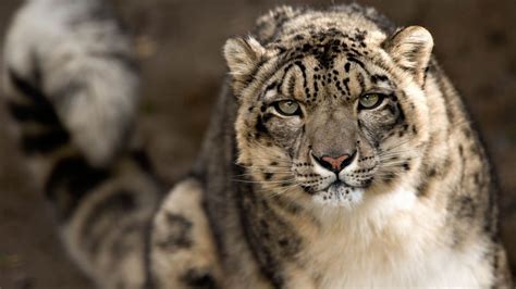 My Wallpaper Collection Beautiful Snow Leopards Part 2