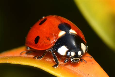 Free Images Nature Insect Ladybug Bug Fauna Ladybird Invertebrate Close Up Macro