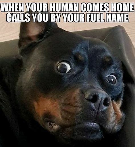 14 Funny Rottweiler Memes That Make You Laugh Too Hard Petpress