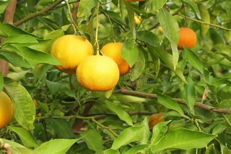 Ripe Yellow Fruits On Yuzu Japanese Lemon Bush Stock Image Image Of