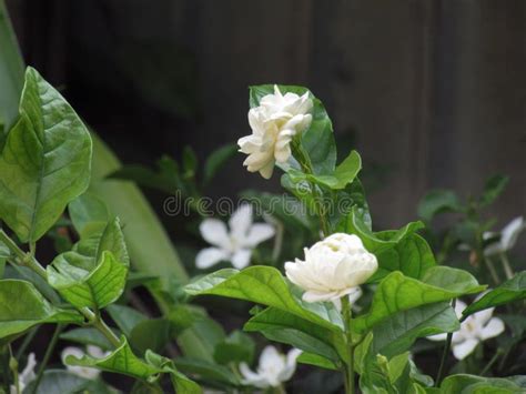 White Jasmine Flowers Bloom In The Garden Jasmine Flower Is A S Stock