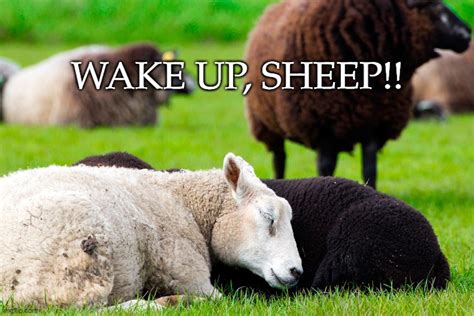 Wake Up Sheep Imgflip