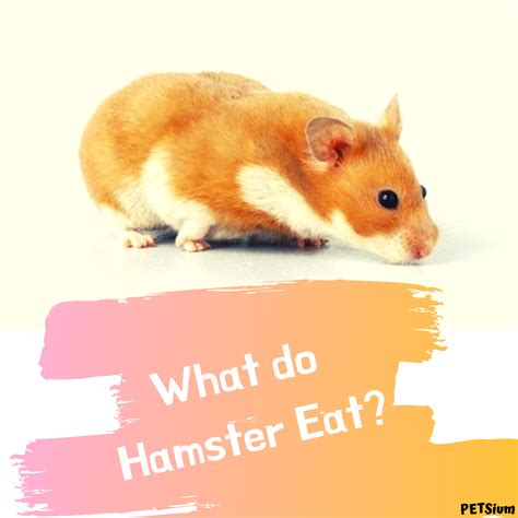 Hamsters Are Omnivores Which Means They Eat Just About Everything In