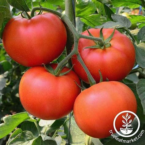 Non Gmo Big Beef Hybrid Tomato Seeds From True Leaf Market Are An Aas