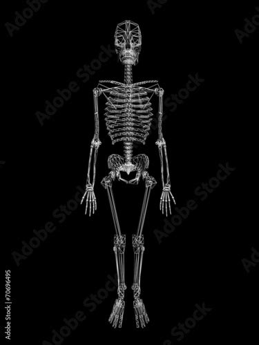 Human Skeleton Isolated On Black Background3d Wire Frame Buy This