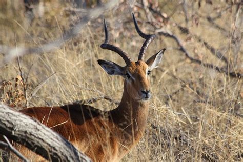 Antelope Impala Gazelle Free Photo On Pixabay Pixabay