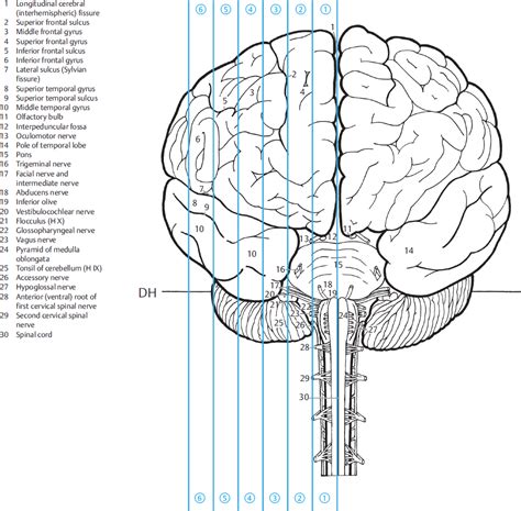 Sagittal Section Of Human Brain Diagram Quizlet Vrogue Co
