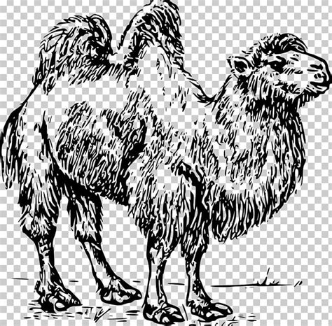 Bactrian Camel Dromedary Png Clipart Bactria Bactrian Camel Beak