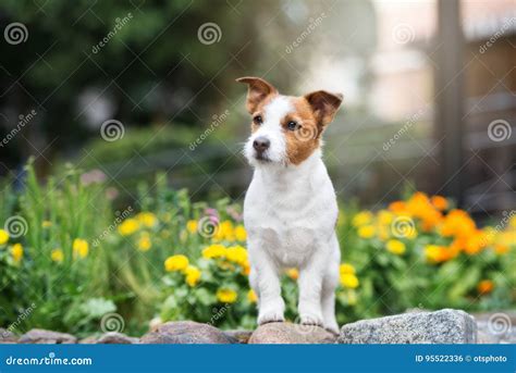 杰克罗素摆在公园的狗狗 库存照片 图片 包括有 逗人喜爱 经纪 摆在 愉快 夏天 突出 季节 95522336