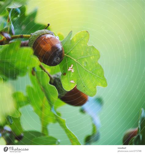 Nature Tree Green Yellow A Royalty Free Stock Photo From