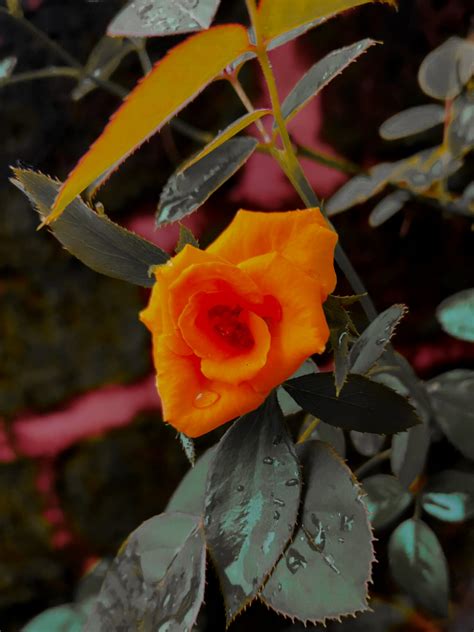 Orange Flower Close Up Pixahive
