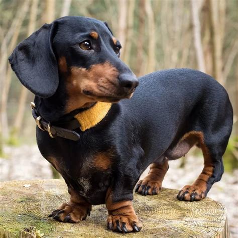 Find Out Even More Details On Dachshunds Take A Look At Our Site