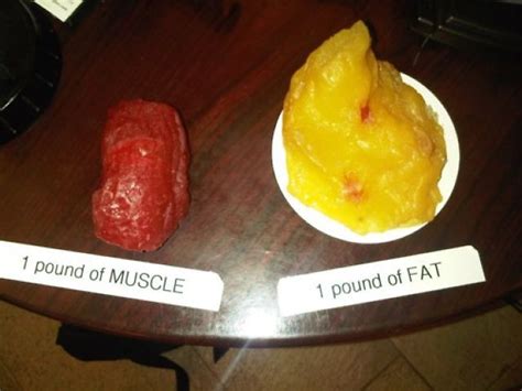 1 Pound Of Muscle And 1 Pound Of Fat All Things Gym
