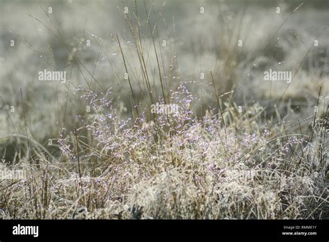 Tall Fescue Grass Hi Res Stock Photography And Images Alamy