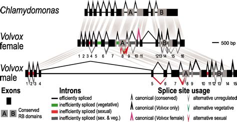 Evolution Of An Expanded Sex Determining Locus In Volvox Science