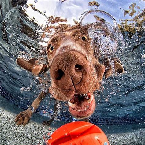 Underwater Dogs The Funniest Pictures Of Swimming Dogs