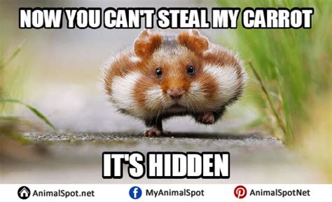 Fat Hamster Memes Different Types Of Funny Animal Memes Pinterest