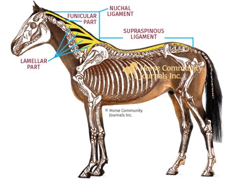 Back Pain In Sport Horses Horse Journals