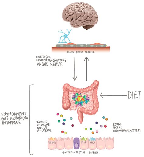 Mental Health And Your Gut Microbiome NeuroΨence