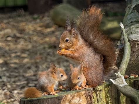 Welcome To British Red Squirrel Conserving Our Native Red Squirrel