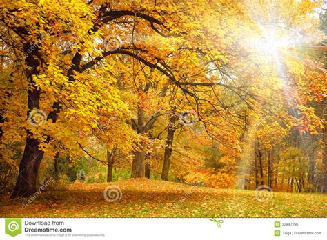 Gold Autumn With Sunlight Beautiful Trees In The Forest Stock Photo
