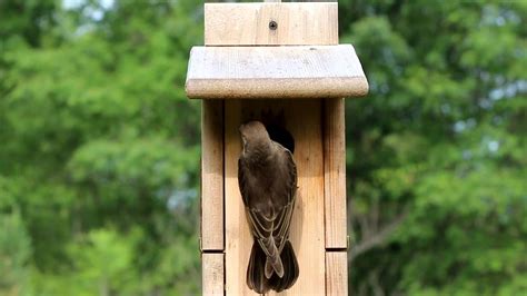 Tree Swallow Birdhouse Plans