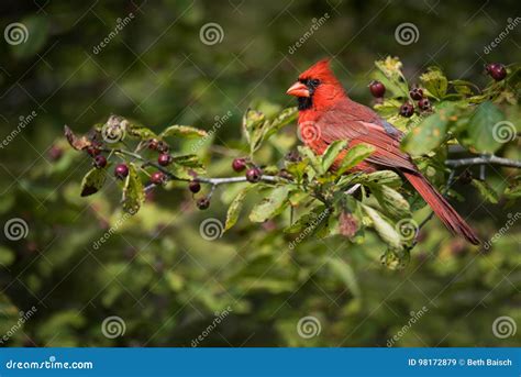 Northern Red Cardinal On Branch With Berries Stock Image Image Of