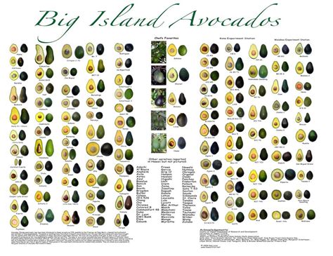 Types Of Avocado Avocado Types Photo Wall Avacado