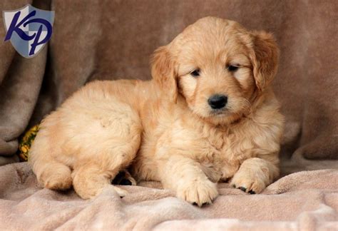 Find the right breed, and the perfect puppy at puppyfind.com. Pluto - Miniature Goldendoodle Puppies for Sale in PA ...