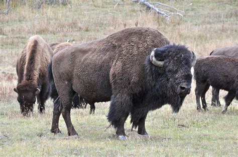 Yellowstone Bison With Images Buffalo Animal North American