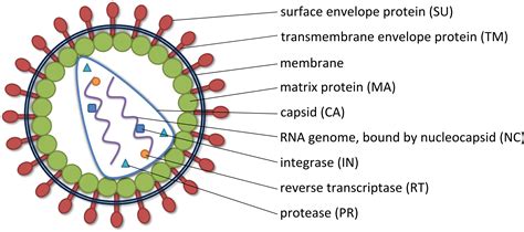 Nucleic Acid Delivery Lentiviral And Retroviral Vectors