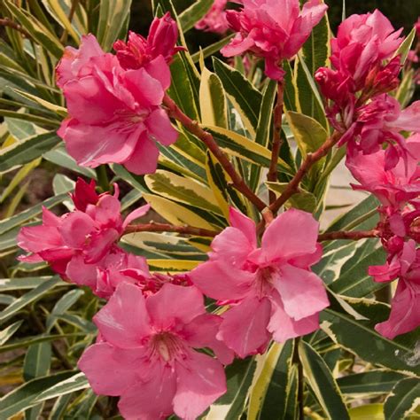 Twist Of Pink Variegated Oleander 3 Gallon Flowering Evergreen Shrub