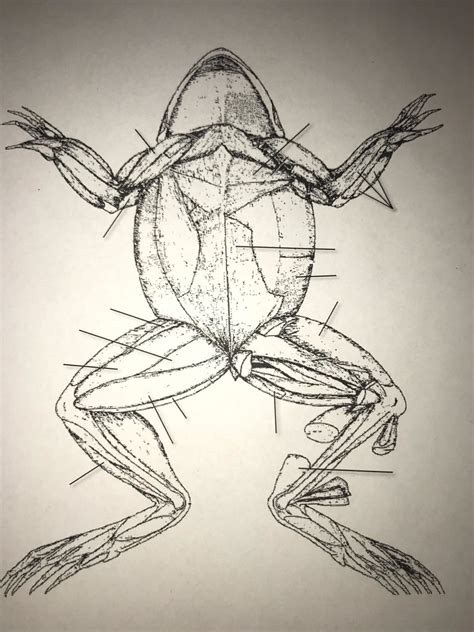 Frog Dissection Ventral Muscles Drawing Diagram Quizlet