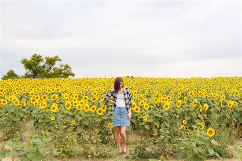 Sunflowers Forever — Hollydolly