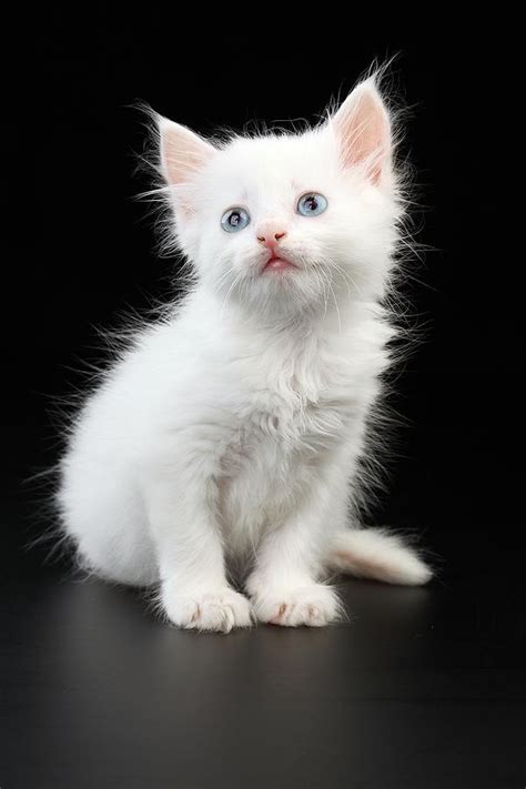 A Beautiful Little White Cat With Wonderful Blue Eyes By