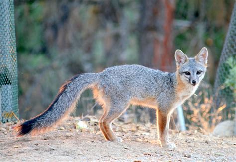 California Grey Fox Urocyon Cinereoargenteus Taken Santa Flickr