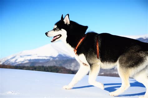 50 Very Beautiful Siberian Husky Dog Photos And Pictures Daftsex Hd