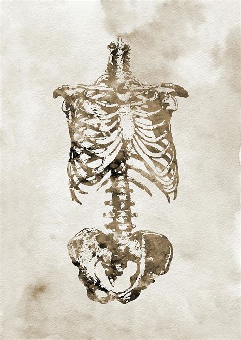 Skeleton Torso Xx Digital Art By Erzebet S