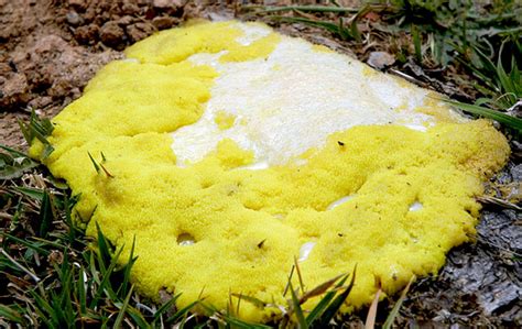 A dog may vomit yellow foam simply because his stomach is empty and the bile can be irritating. Dog vomiting yellow bile, yellow foam, with diarrhea, and ...