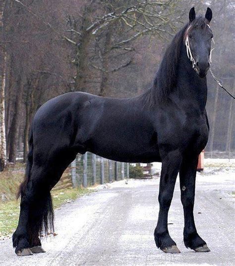 6 Famous Dutch Horse Breeds Seriously Equestrian