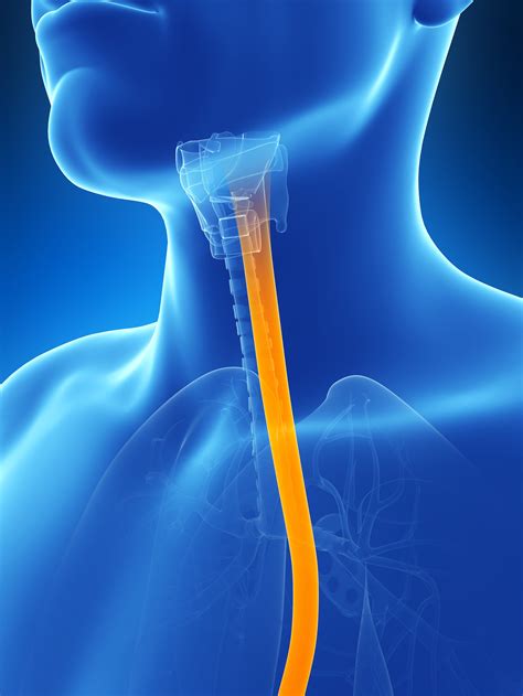 Esophagusendoscopy — High Plains Surgical Associates