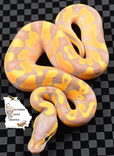 Pastel Banana Gravel Or Yellow Belly Female Maker Ball Python By Southern States Exotics