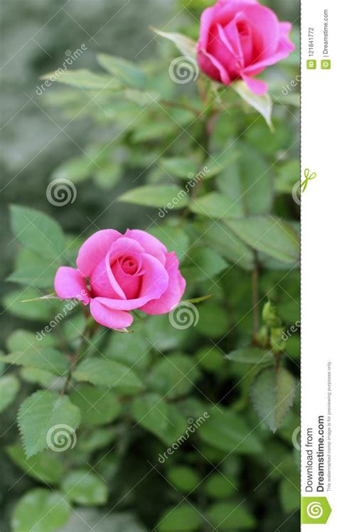 Delicate Pink Rose In The Garden Stock Photo Image Of Green Colorful