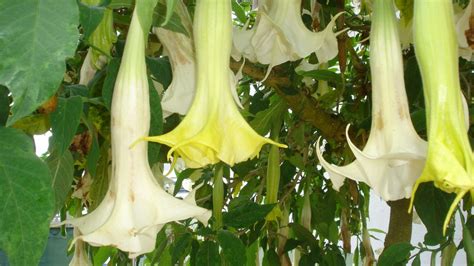 Ispanų , burundanga „ velnio alsavimas . La burundanga, una droga muy peligrosa, pero no muy habitual