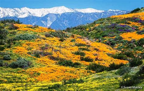 Cánh đồng Hoa Dại Tuyệt đẹp Tại California Mỹ Vtvvn