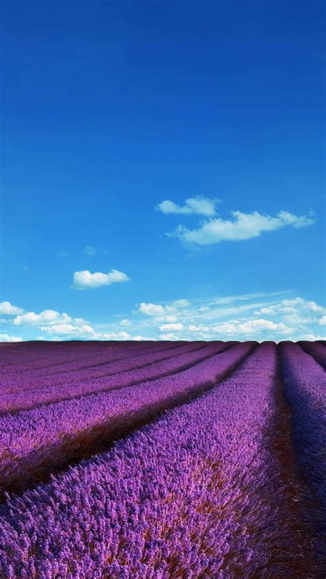 Lavender Fields Location Wallpaper For 1080x1920